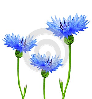 Cornflowers