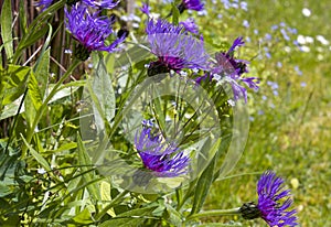 Cornflowers adorn the garden in May