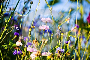 Cornflowers, Asteraceae in the meadow