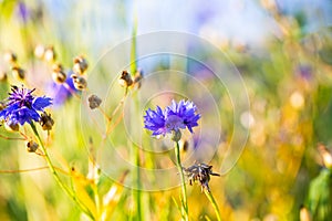 Cornflowers, Asteraceae in the meadow