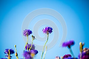 Cornflowers, Asteraceae in the meadow