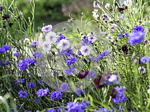 Cornflowers or Bachelors buttons, Centaurea cyanus photo