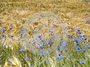 Cornflowers in barley field