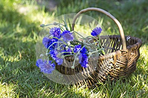 Cornflowers in a basket