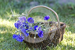 Cornflowers in a basket