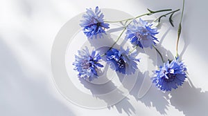 Cornflowers blue flowers on white background. Generative AI