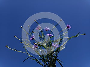 Cornflowers on blue sky