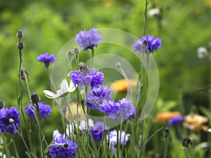 Cornflowers and a bumblebee