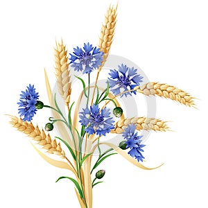 Cornflowers and ears of wheat bunch photo