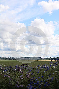Cornflowers in a field