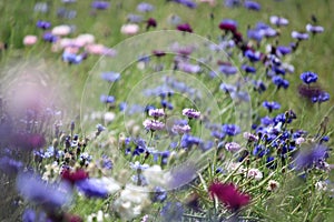 Cornflowers in a field photo