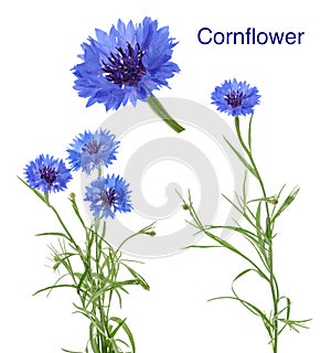 Cornflowers isolated on white without shadow