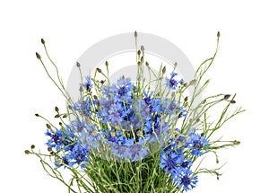 Cornflowers isolated on white without shadow