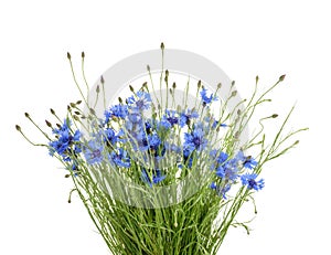 Cornflowers isolated on white without shadow