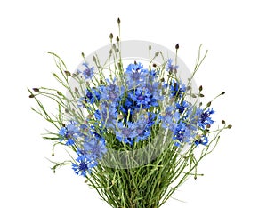 Cornflowers isolated on white without shadow