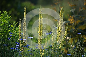 Cornflowers on meadow as background.