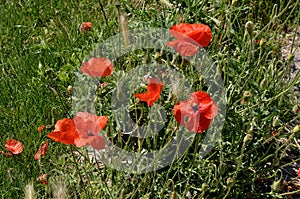 Cornflowers or Poppy flowrs grow in wild