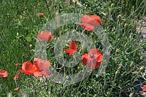 Cornflowers or Poppy flowrs grow in wild