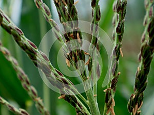 Cornflowers in the process of pollination