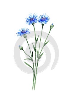 Cornflowers watercolor