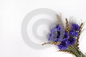 cornflowers and wheat ears lie on a white background