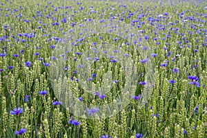 Cornflowers in a wheat field