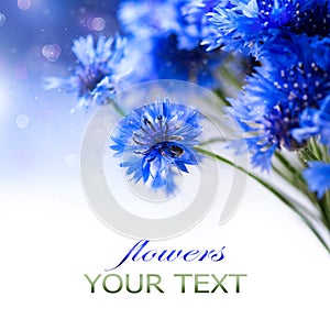 Cornflowers. Wild Blue Flowers