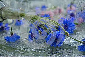 Cornflowers. Wild Blue Flowers Blooming. Border Art Design. Blue background. Closeup Image