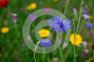 Cornflowers. Wild Blue Flowers Blooming. Closeup Image