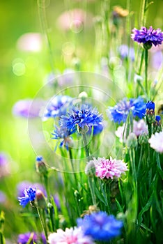 Cornflowers. Wild Blue Flowers