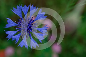 Cornflowers. Wild Blue Flowers Blooming. Closeup Image