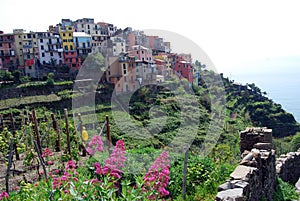 Corniglia-Cinque Terre photo