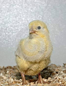 Cornish Chick