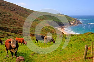 Cornish coast and countryside Portheras Cove Cornwall with cows