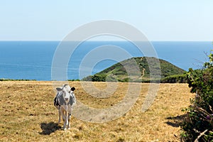 Cornish cow Black Head headland St Austell Bay Cornwall photo