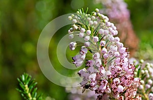 Cornish heath erica vagans flower