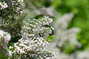 Cornish heath (erica vagans) flowers