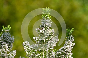 Cornish heath (erica vagans) flowers