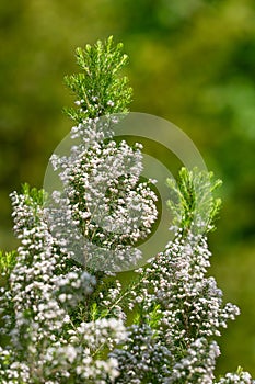 Cornish heath (erica vagans) flowers