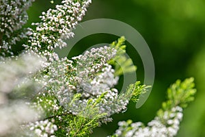 Cornish heath (erica vagans) flowers