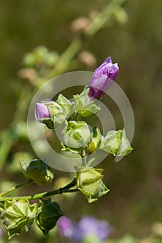 Cornish mallow, cretan hollyhock or malvarrosa, Malva multiflora Lavatera cretica Malvarrosa de Creta