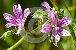 Cornish mallow flowers (Lavatera cretica) photo