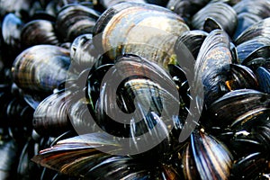 Cornish mussels