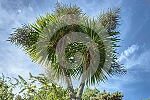 Cornish palm  Cordyline Australis.