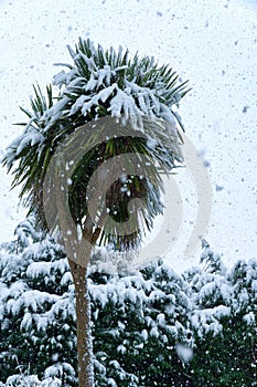 Cornish palm (Cordyline Australis) and conifers covered in snow.