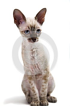 Cornish Rex