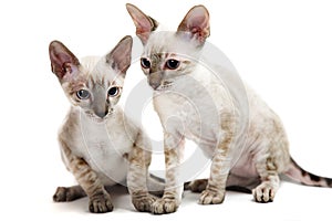 Cornish Rex photo