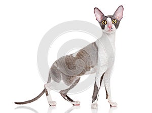 Cornish Rex