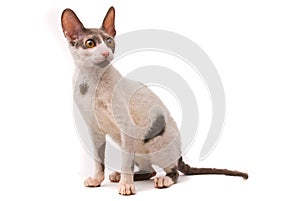 Cornish rex cat photo