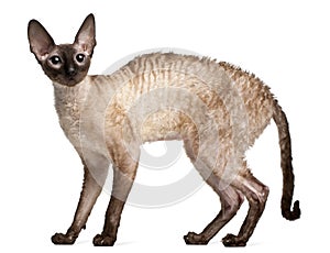 Cornish Rex cat, 14 months old, standing photo